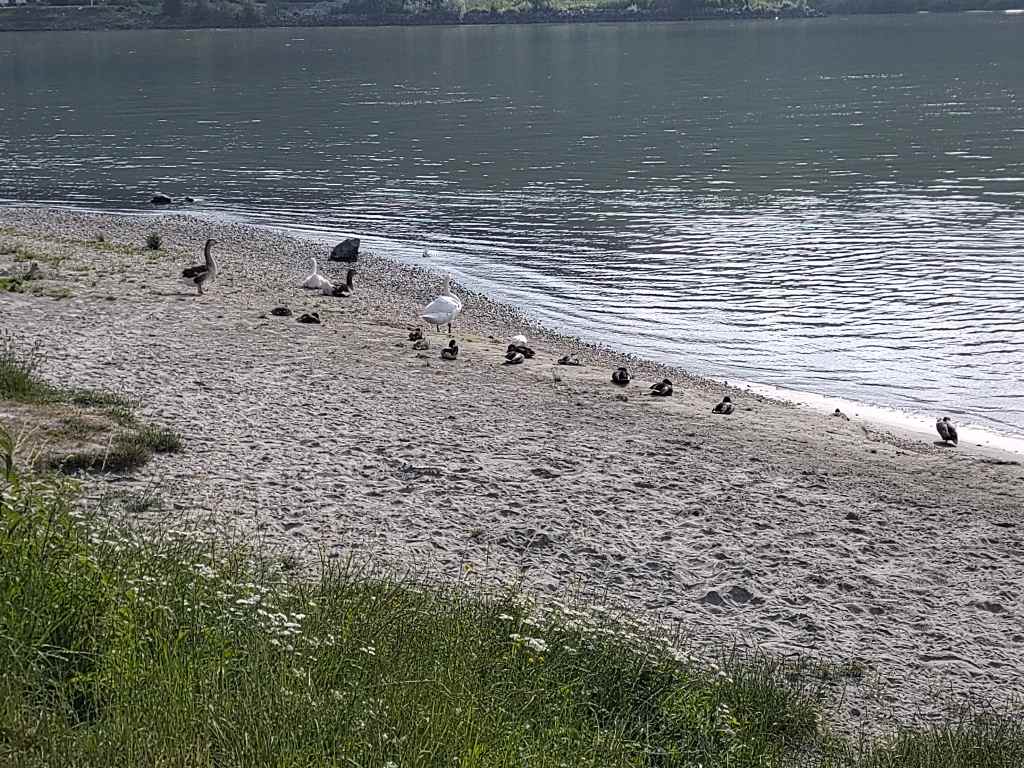 ducks and geese and a swan on a river beach.
